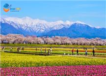 Tour Nhật Bản Cung Đường Romantic Mùa Hoa Anh Đào 2026